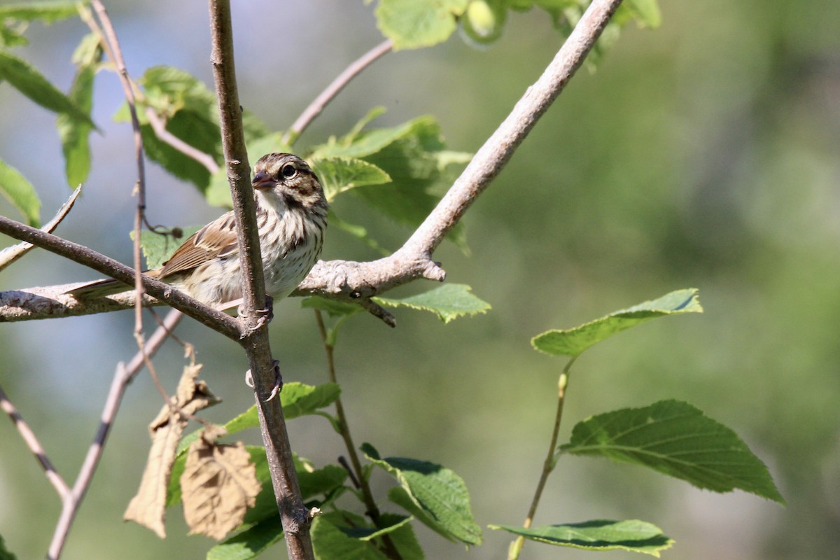 Song Sparrow (melodia/atlantica) - ML638769584