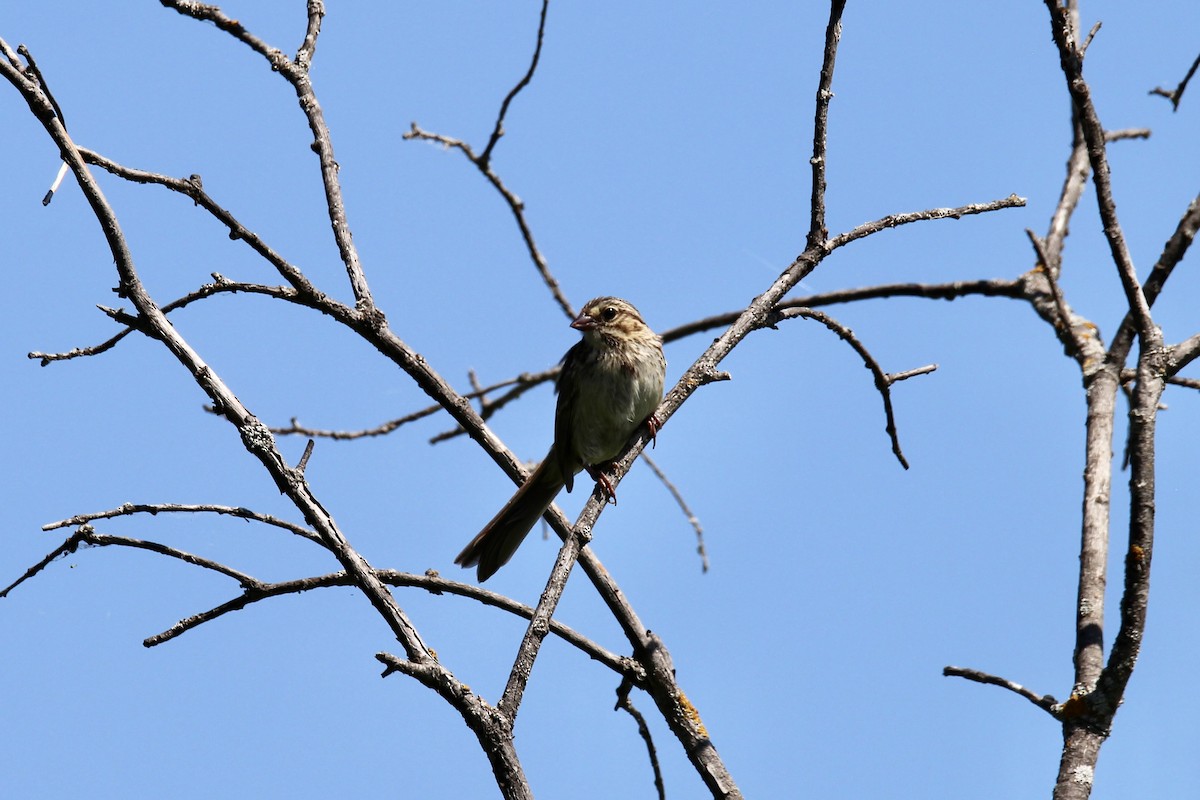 Song Sparrow (melodia/atlantica) - ML638769589