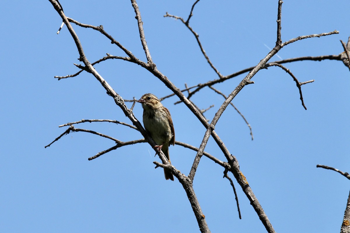 Song Sparrow (melodia/atlantica) - ML638769590