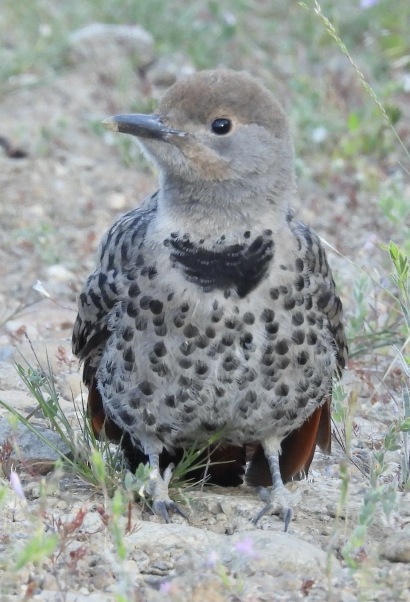 Northern Flicker (Red-shafted) - ML638769605