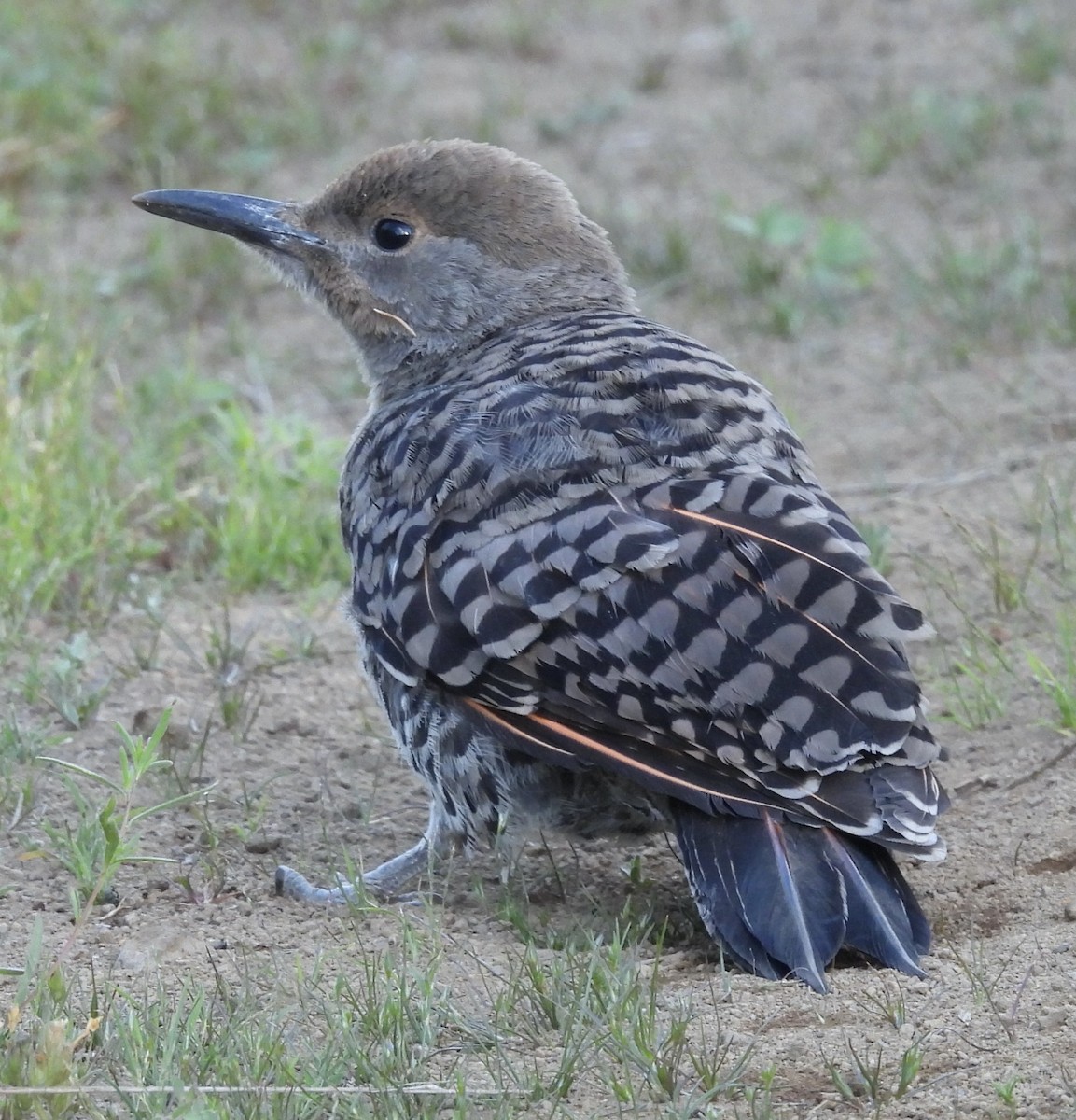 Northern Flicker (Red-shafted) - ML638769606