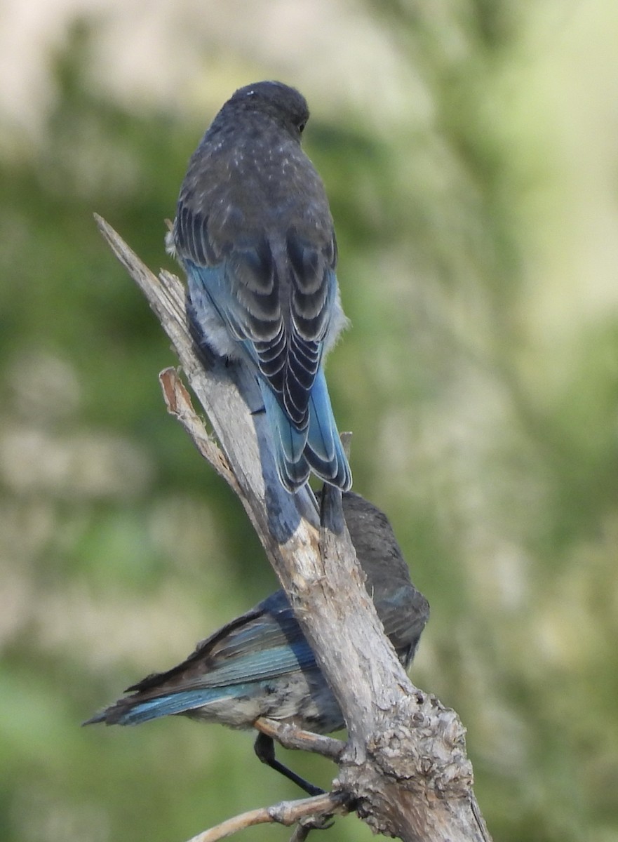 Mountain Bluebird - ML638769611