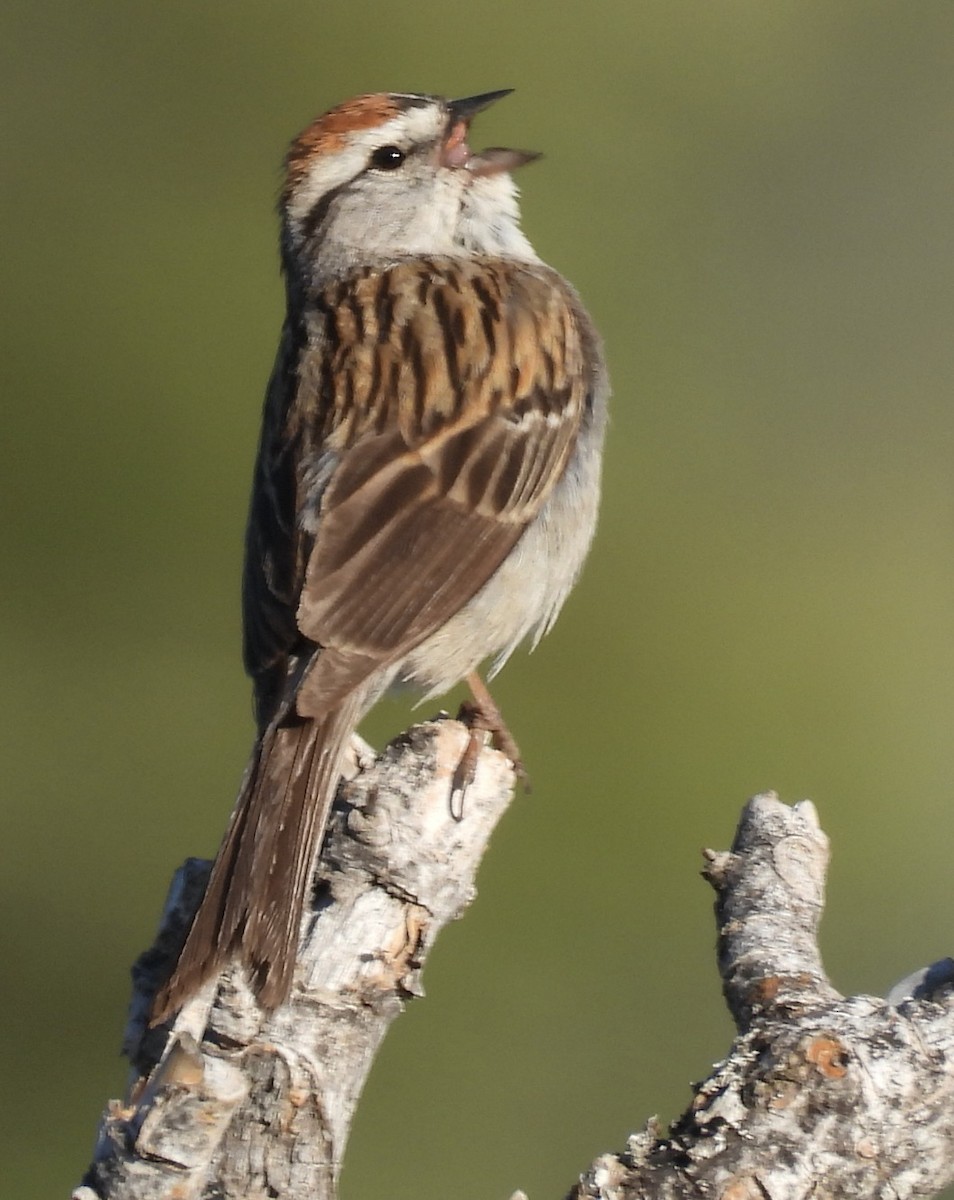 Chipping Sparrow - ML638769617