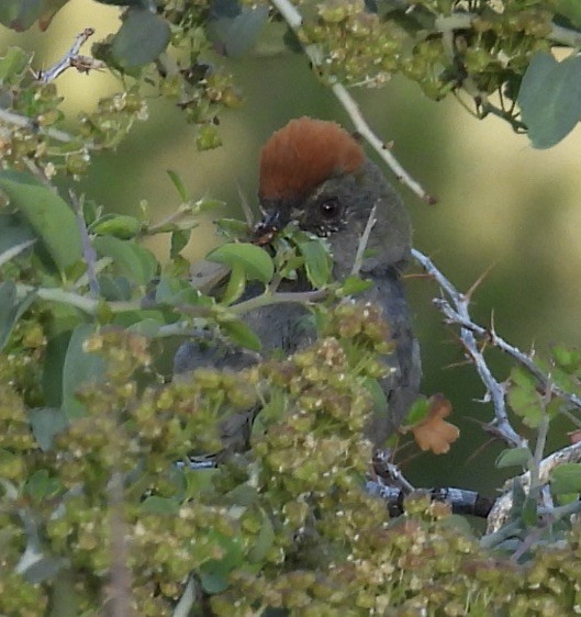 Green-tailed Towhee - ML638769629