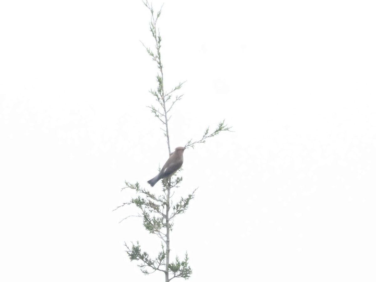 Cedar Waxwing - ML638769630