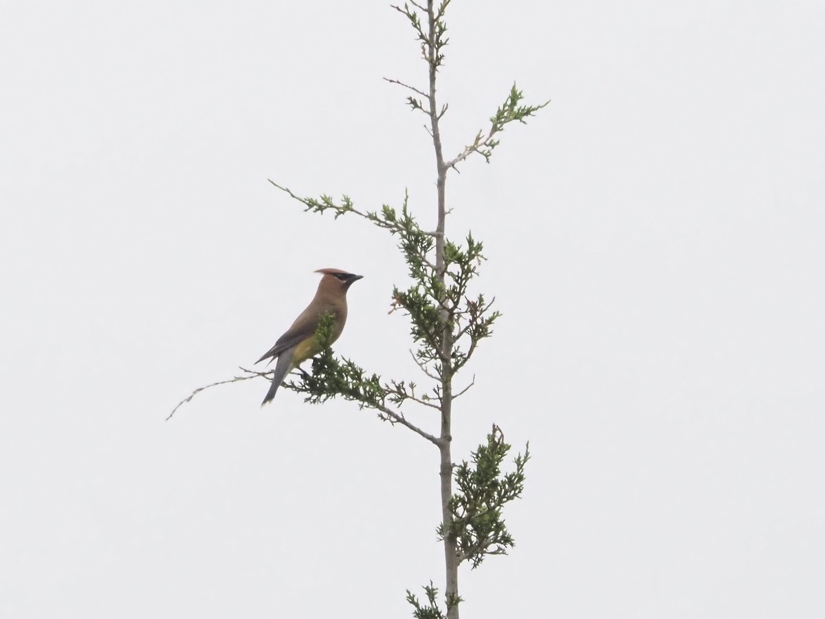 Cedar Waxwing - ML638769632