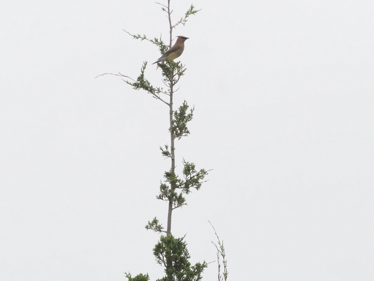 Cedar Waxwing - ML638769633