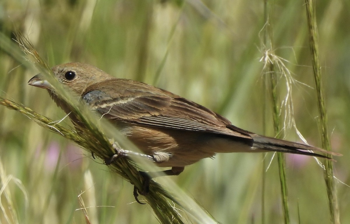 Lazuli Bunting - ML638769637