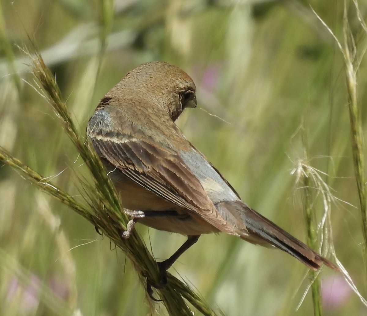 Lazuli Bunting - ML638769638