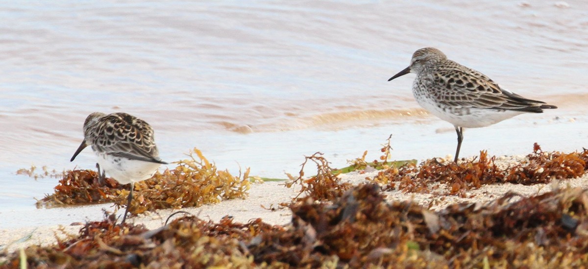 White-rumped Sandpiper - ML638769763