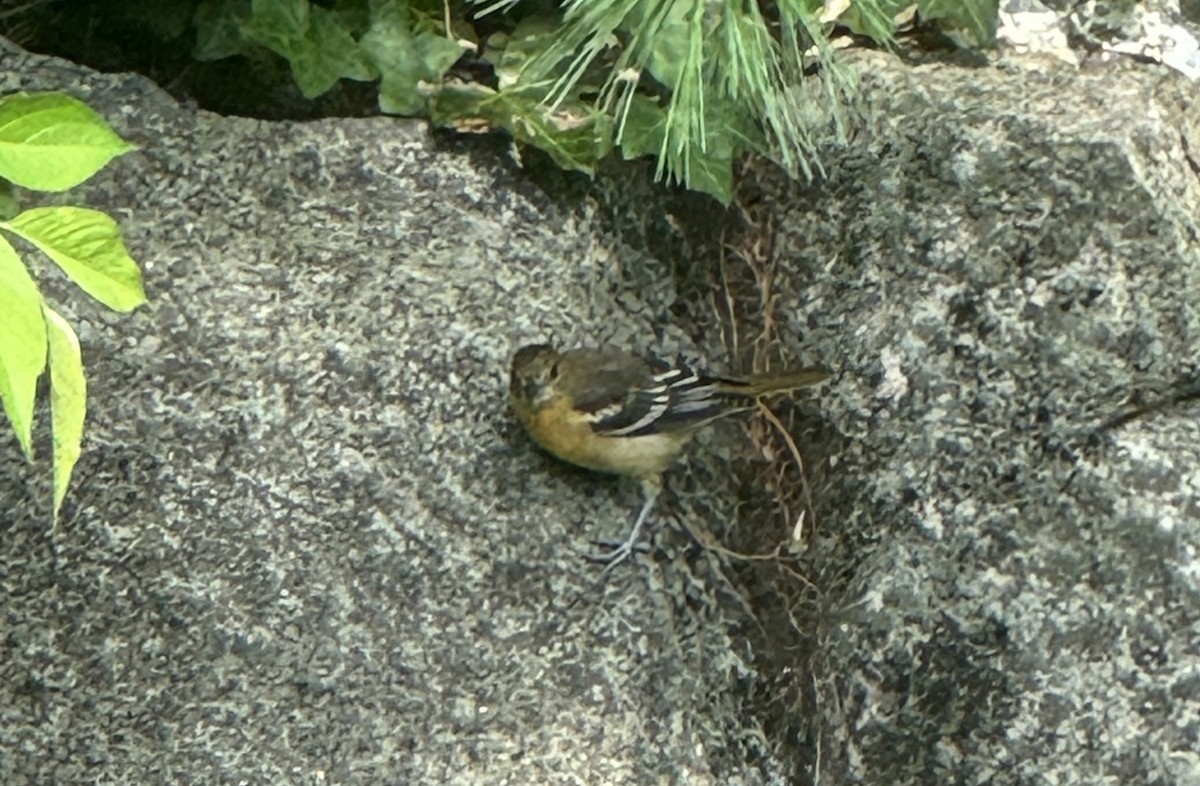 lundtrupial - ML638769798