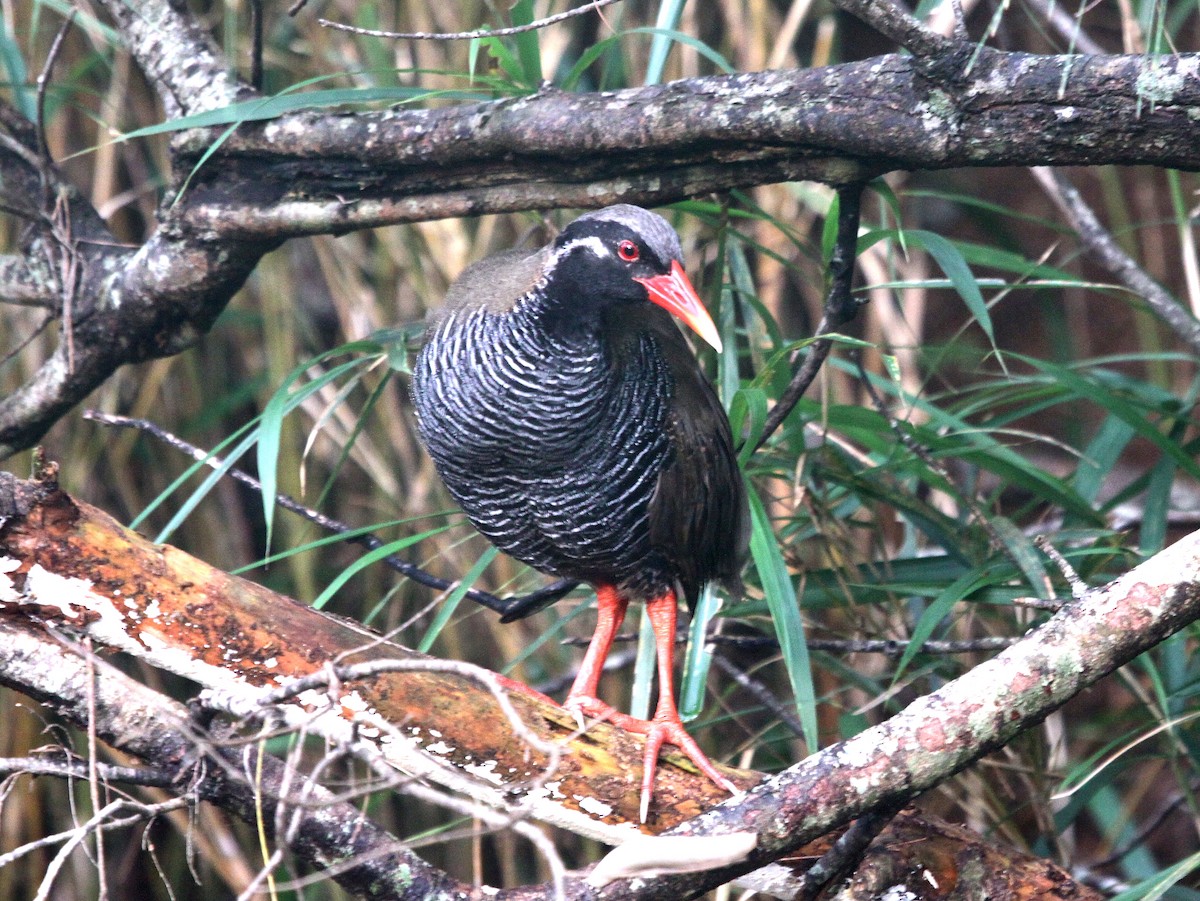 Okinawa Rail - ML638769814