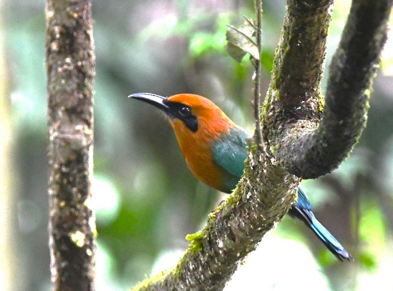 Broad-billed Motmot - ML638769817