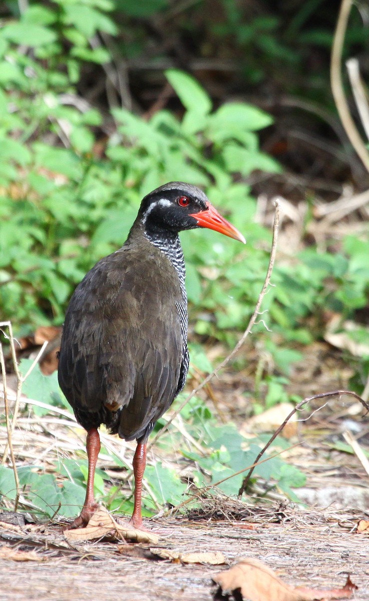 Okinawa Rail - ML638769818