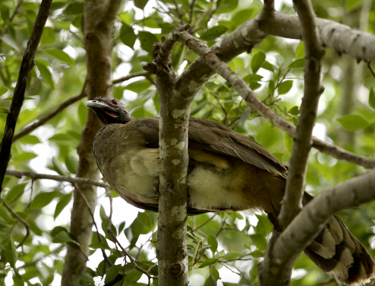 West Mexican Chachalaca - ML638769827