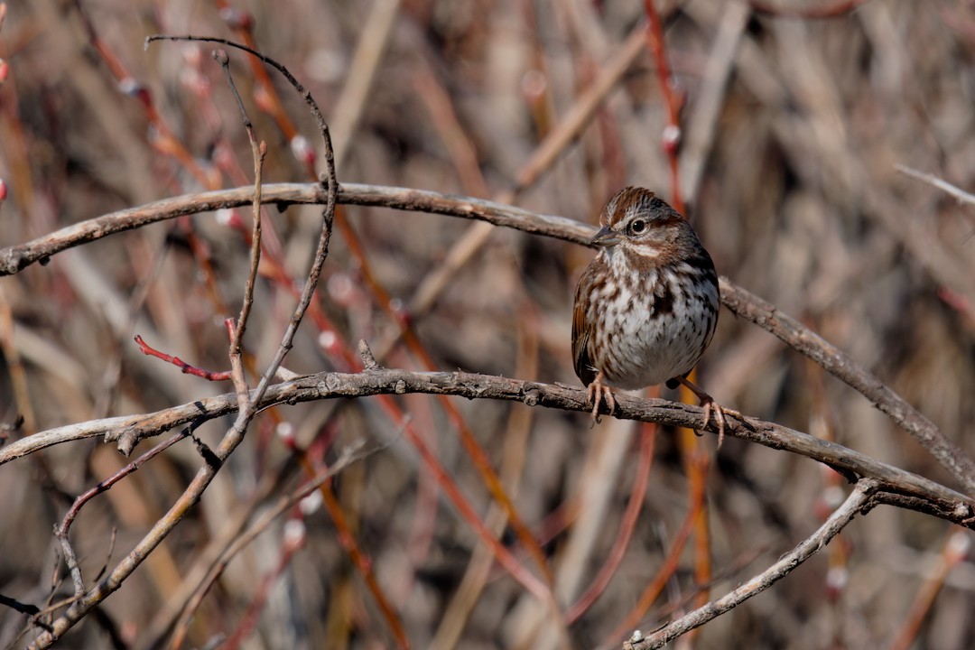 Song Sparrow - ML638769831