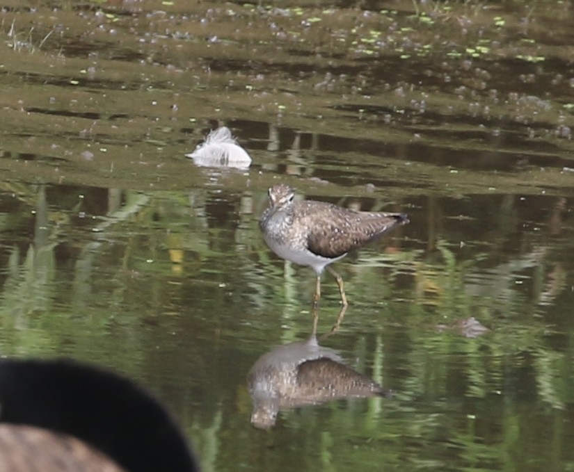Solitary Sandpiper - ML638769894