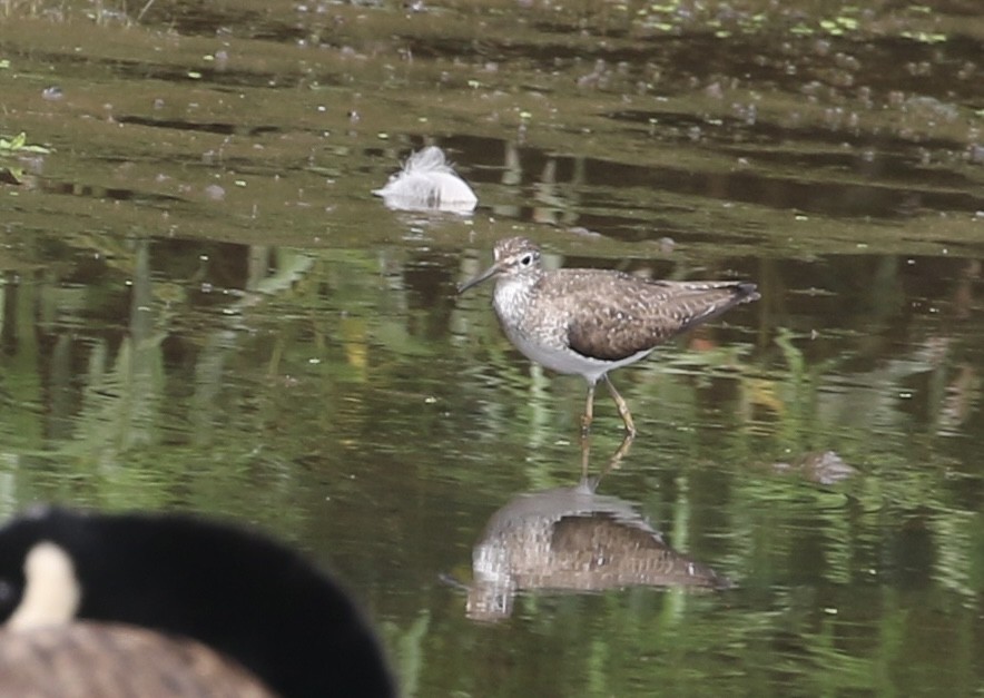 Solitary Sandpiper - ML638769895