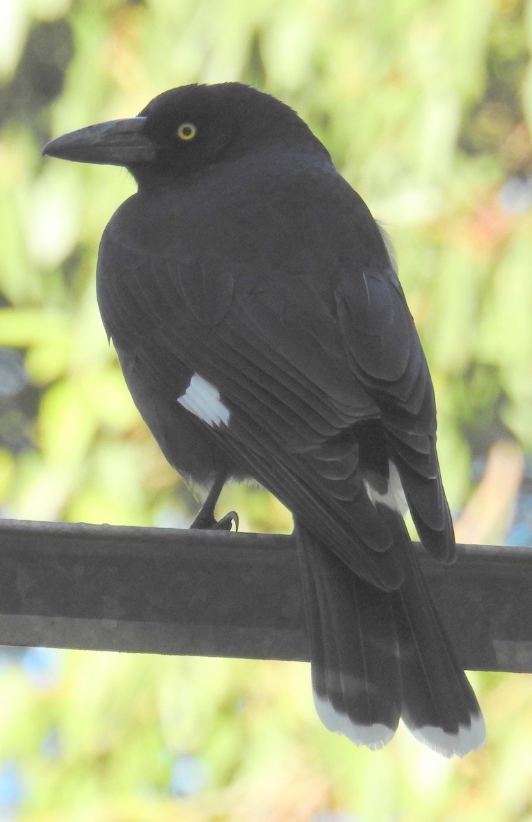 Pied Currawong - ML63876991