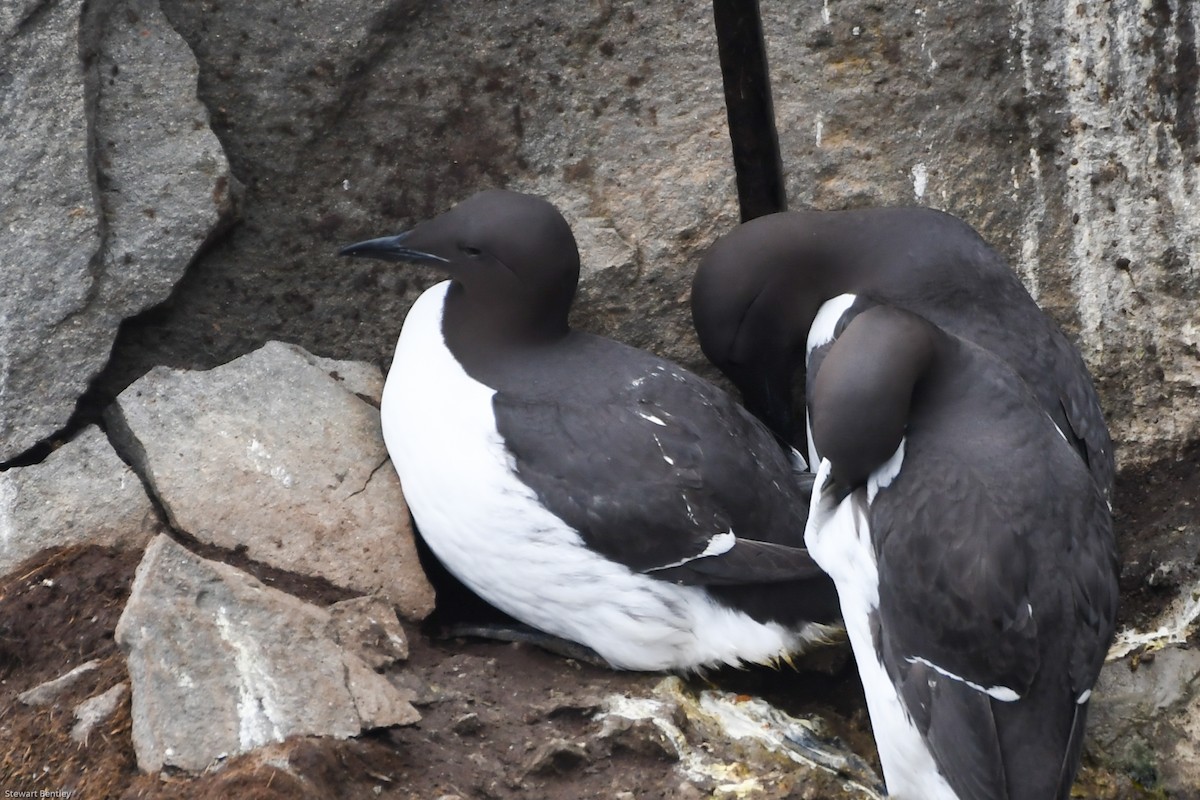 Thick-billed Murre - ML638769910
