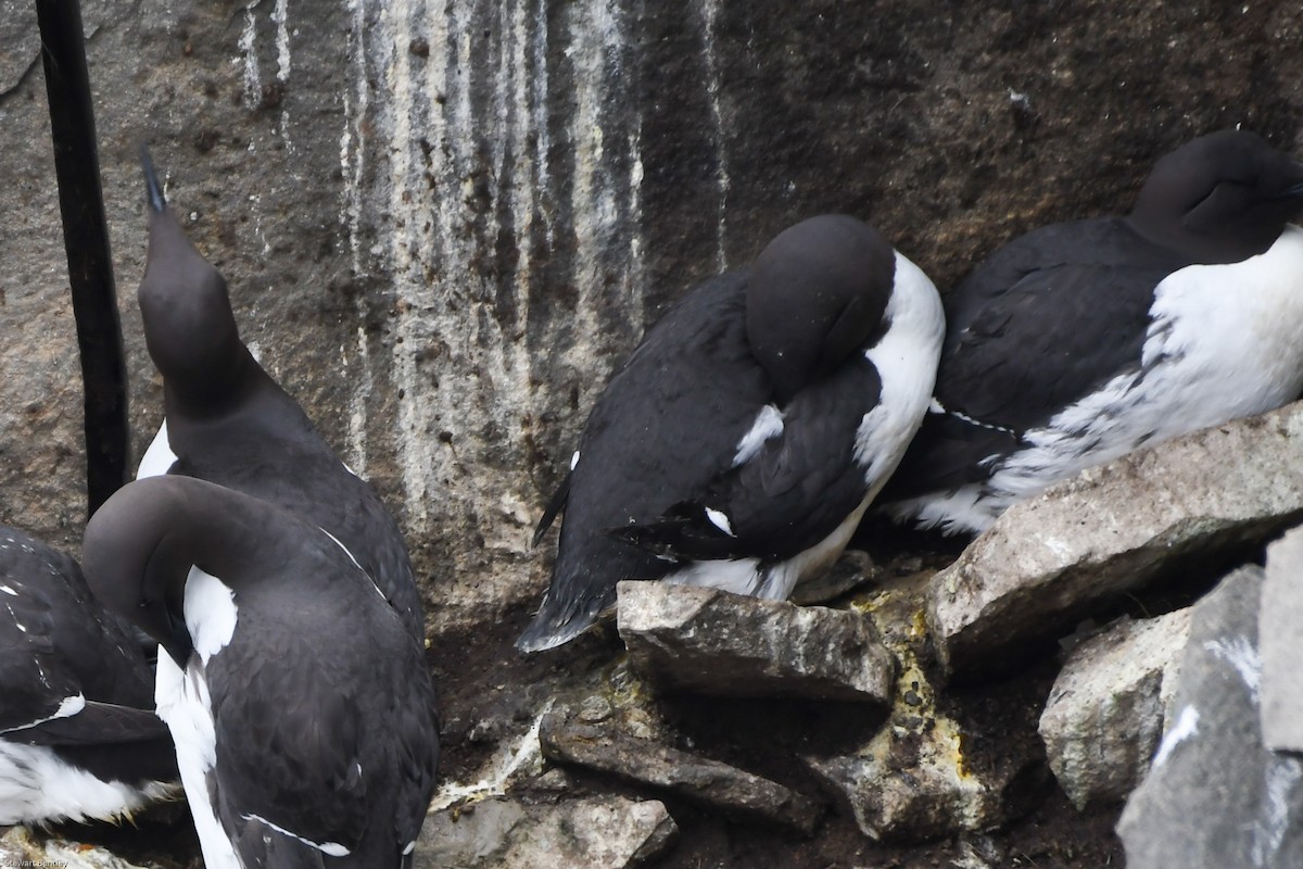Thick-billed Murre - ML638769911