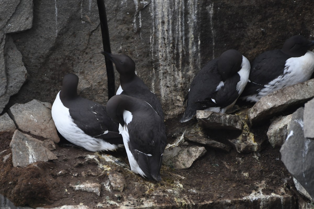 Thick-billed Murre - ML638769912