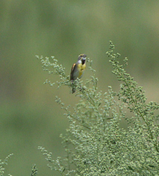 Dickcissel - ML638769941