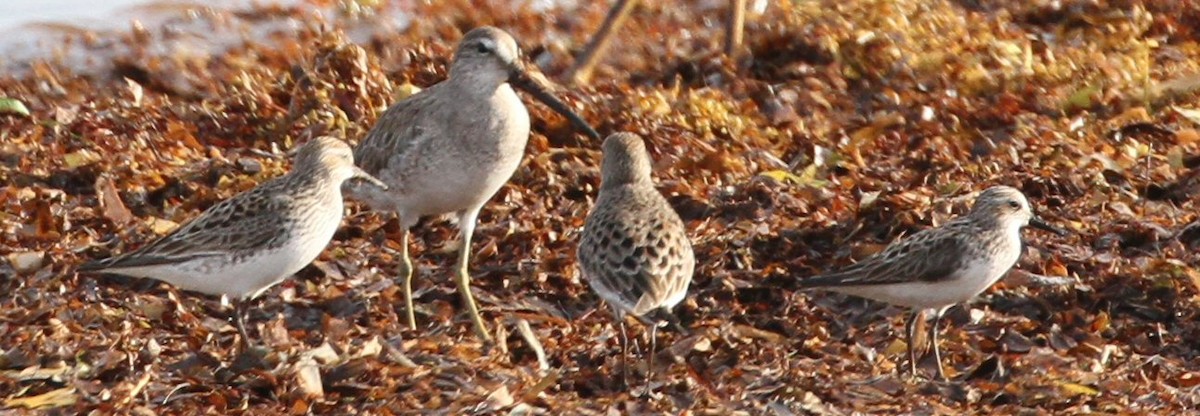 Semipalmated Sandpiper - ML638769976