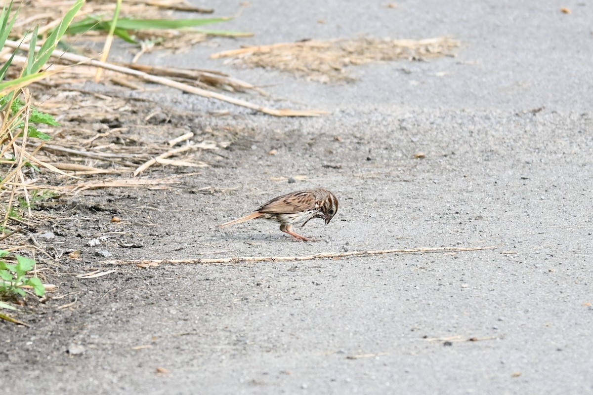 Song Sparrow - ML638769977