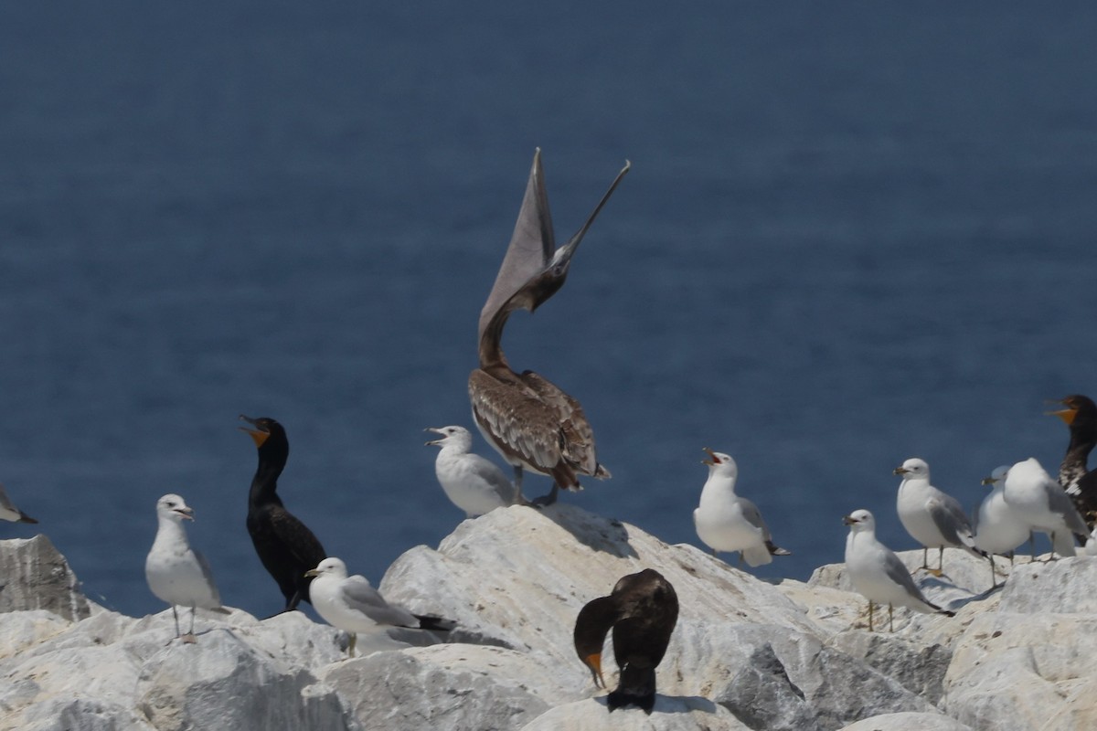 Brown Pelican - Brad Carlson