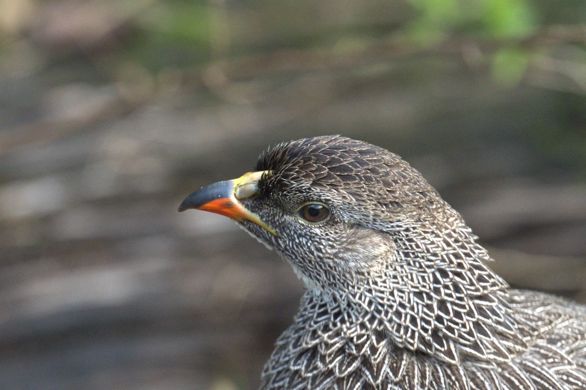 Francolin criard - ML638770019