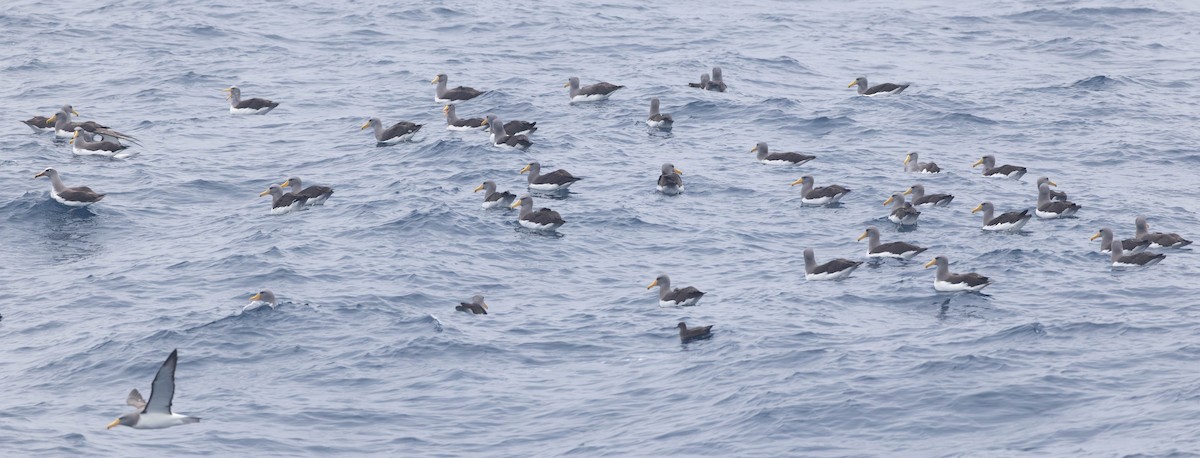 Chatham Albatross - ML638770065