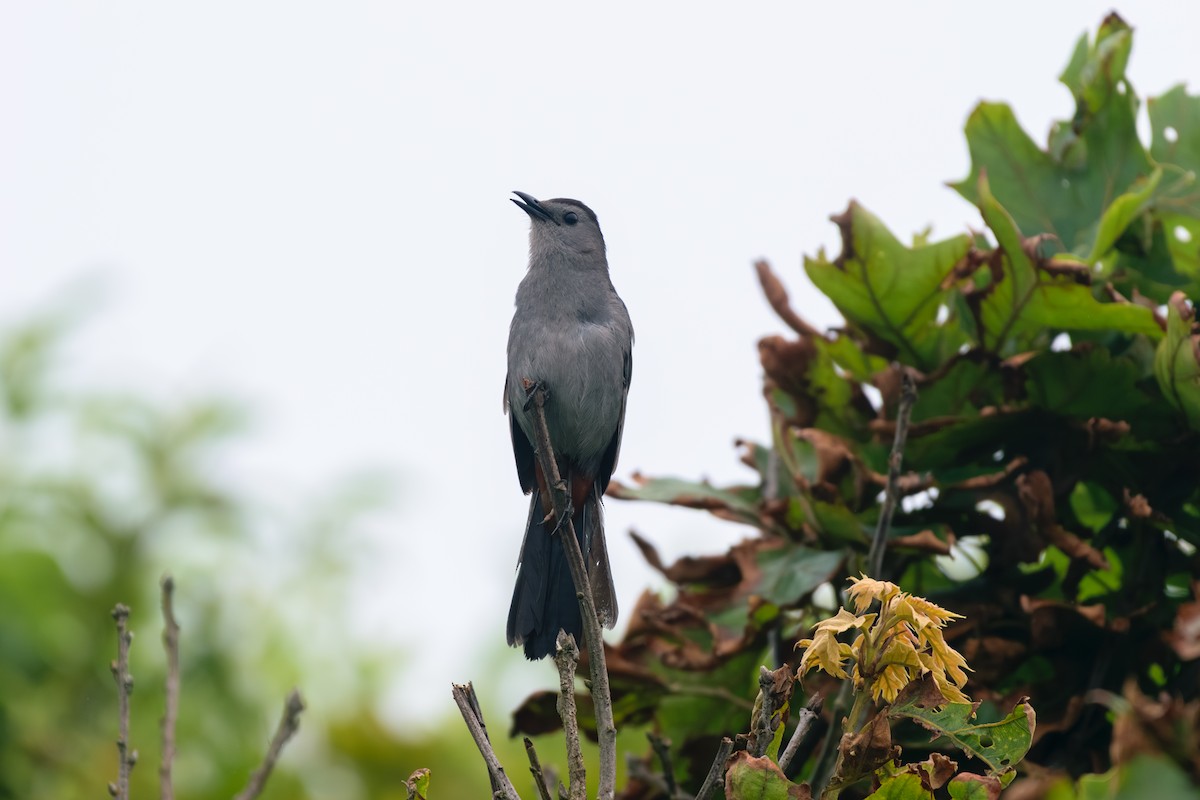 Pájaro Gato Gris - ML638770066