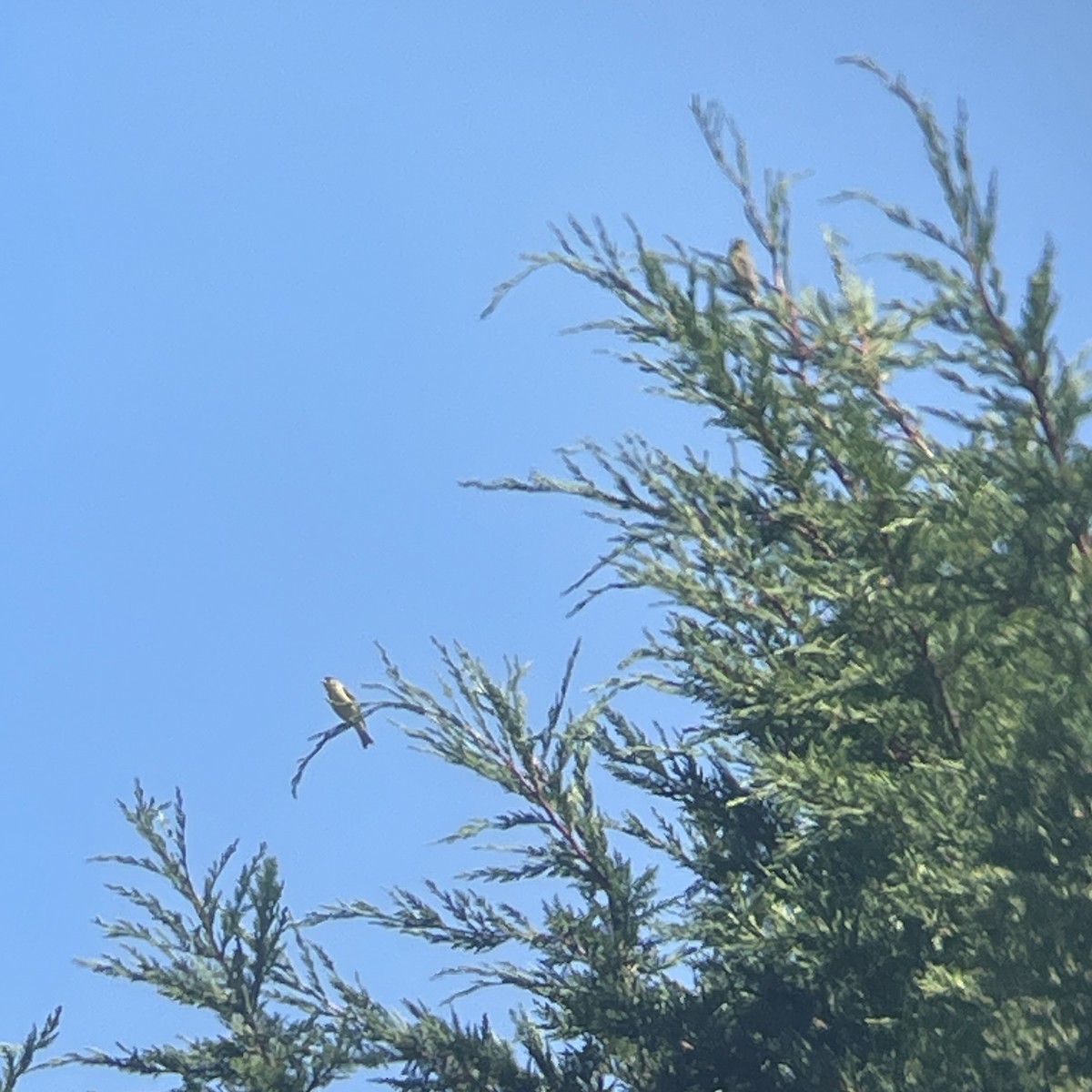 čížek mexický - ML638770067