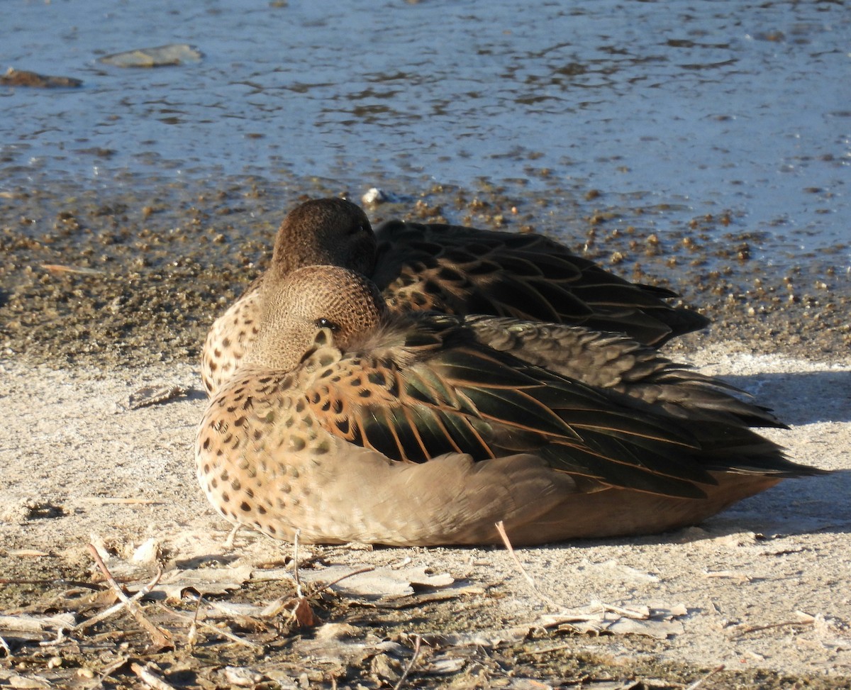 Yellow-billed Teal - ML638770088
