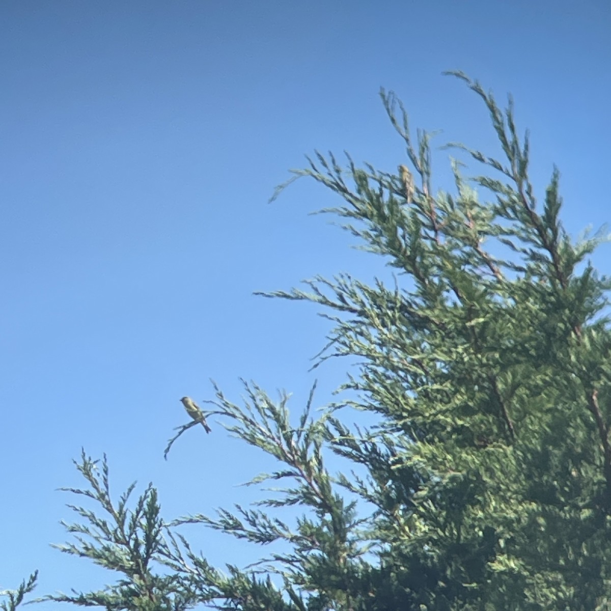 čížek mexický - ML638770092