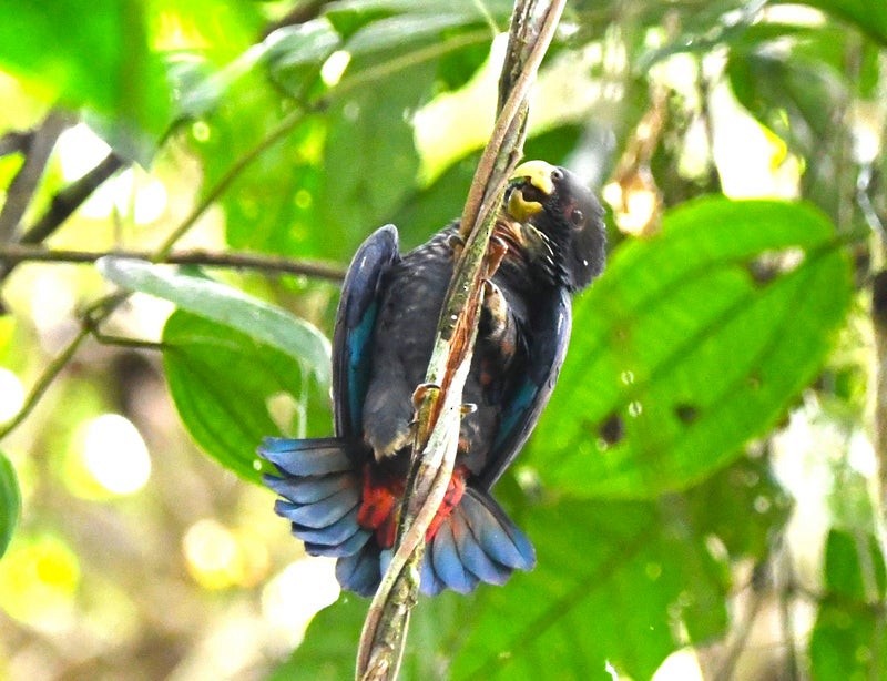 Bronze-winged Parrot - ML638770098