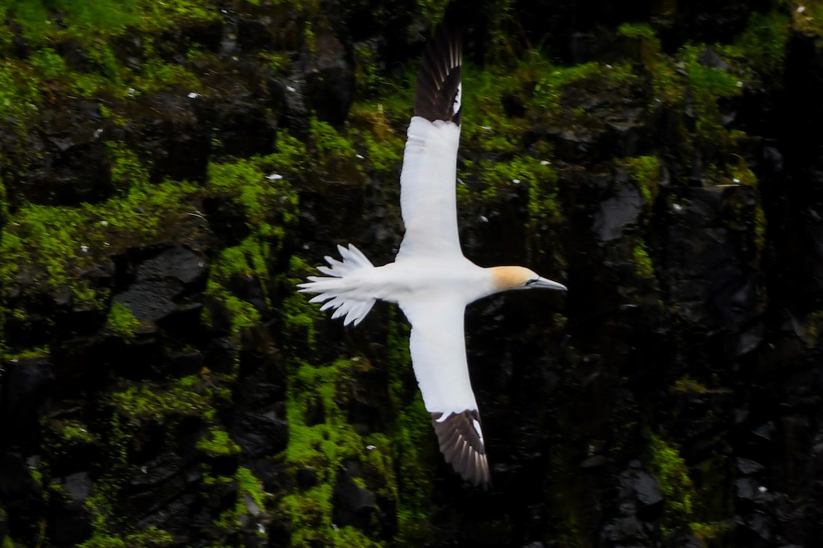 Northern Gannet - ML638770099
