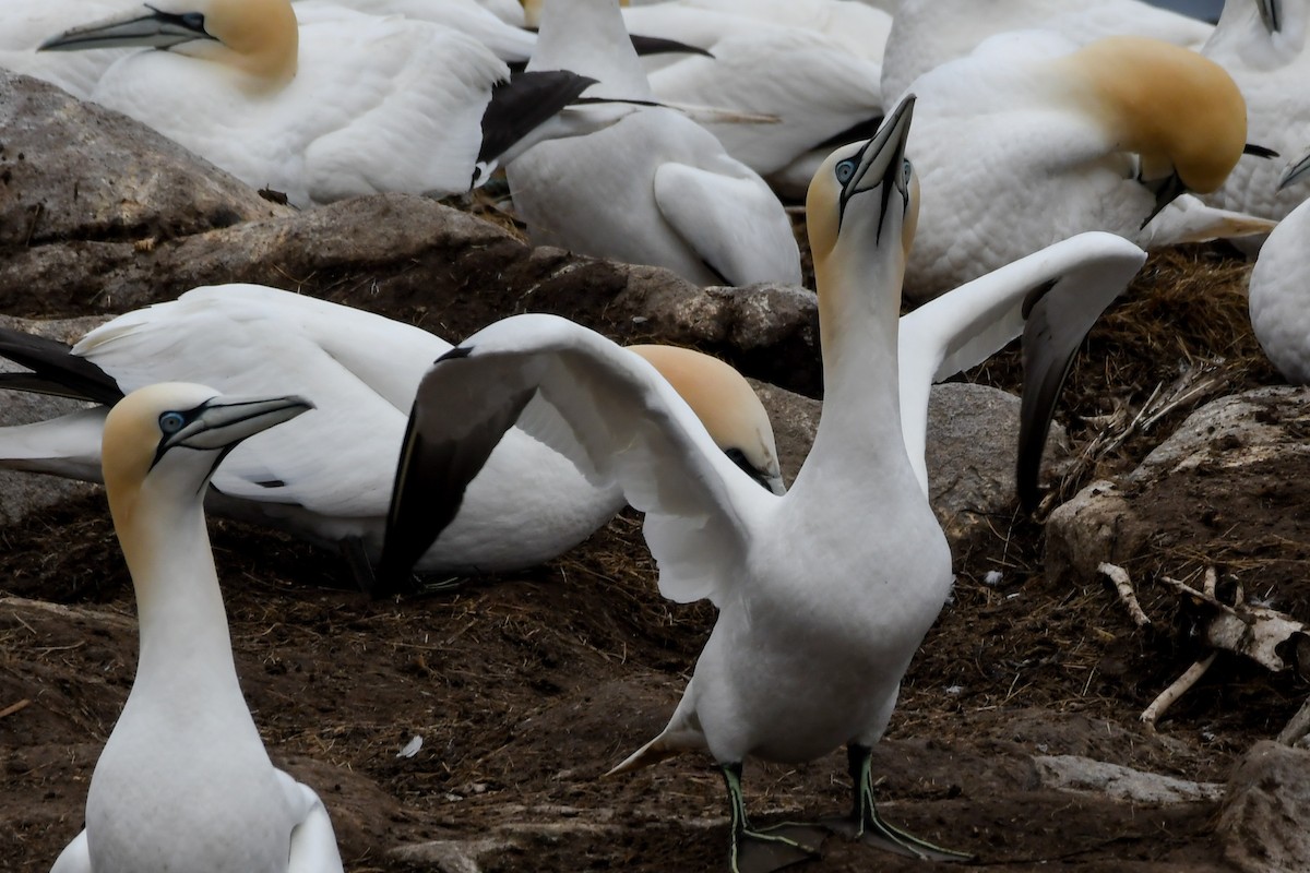 Northern Gannet - ML638770100