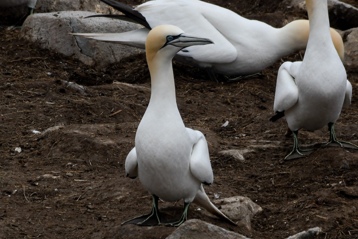 Northern Gannet - ML638770102
