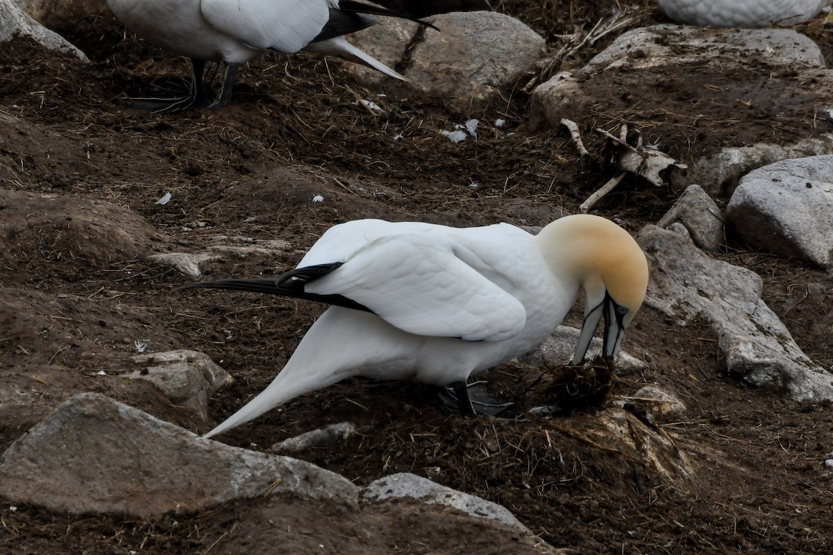 Northern Gannet - ML638770103