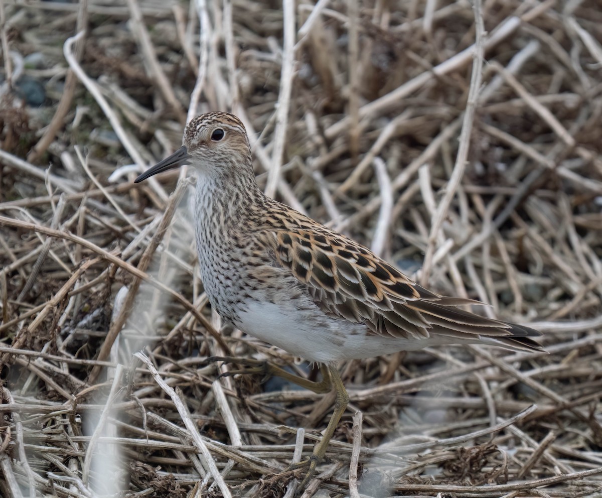 Graubrust-Strandläufer - ML638770108