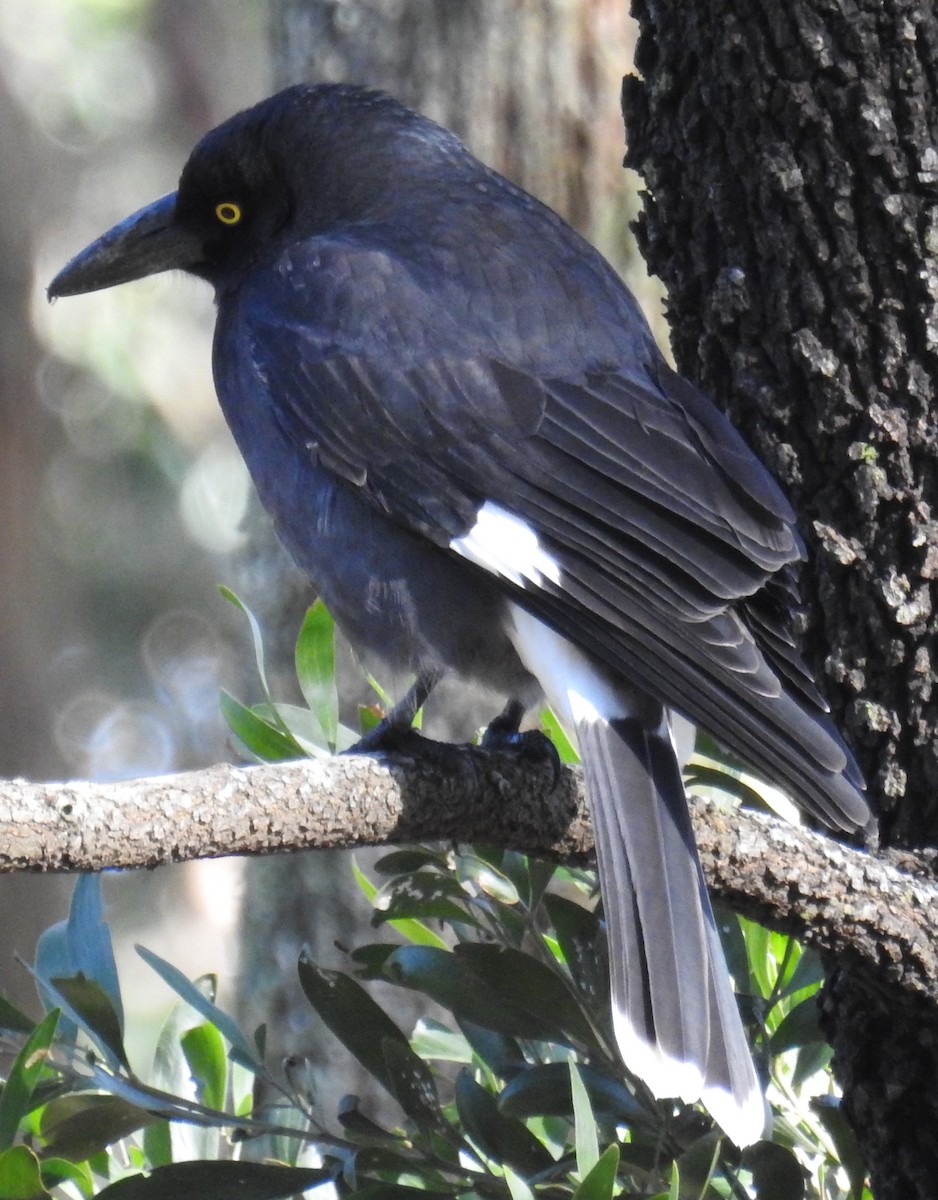 Pied Currawong - ML63877011