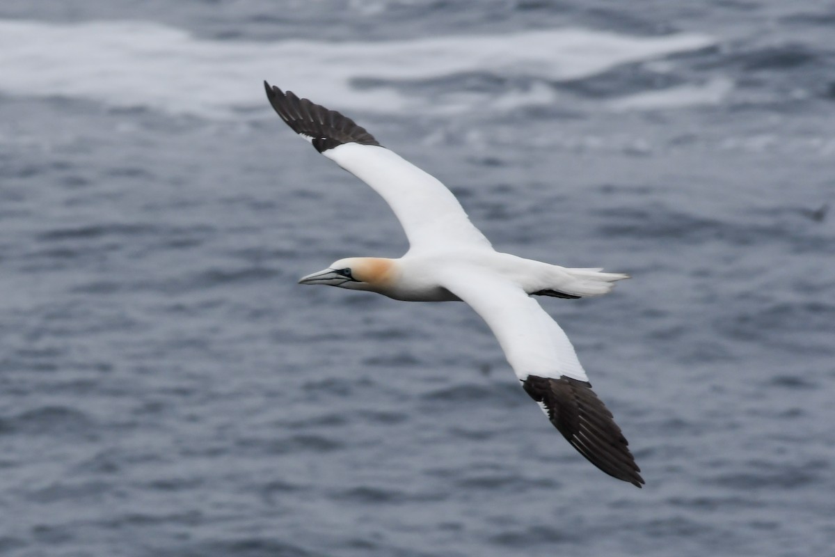 Northern Gannet - ML638770110