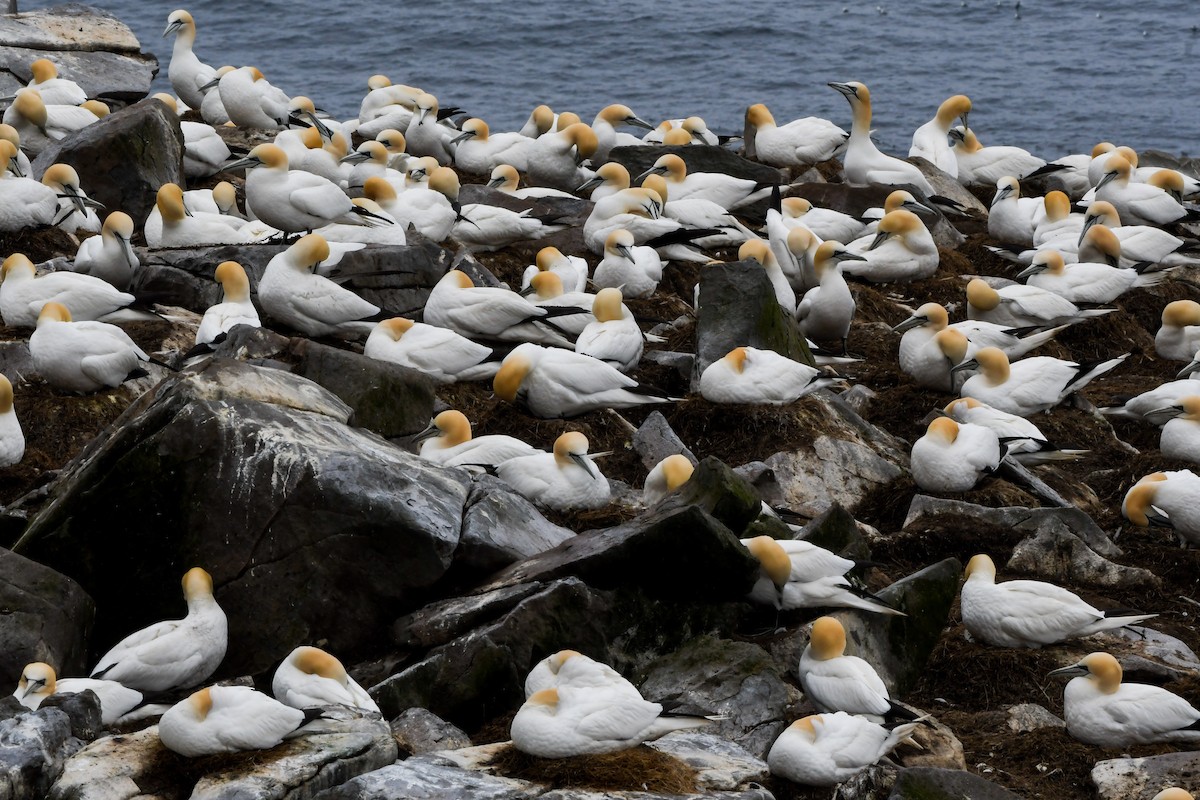 Northern Gannet - ML638770111