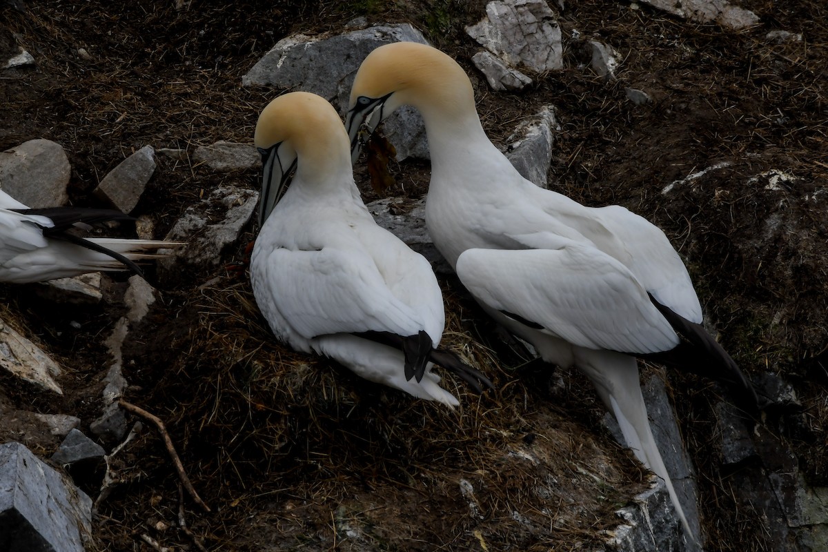 Northern Gannet - ML638770112