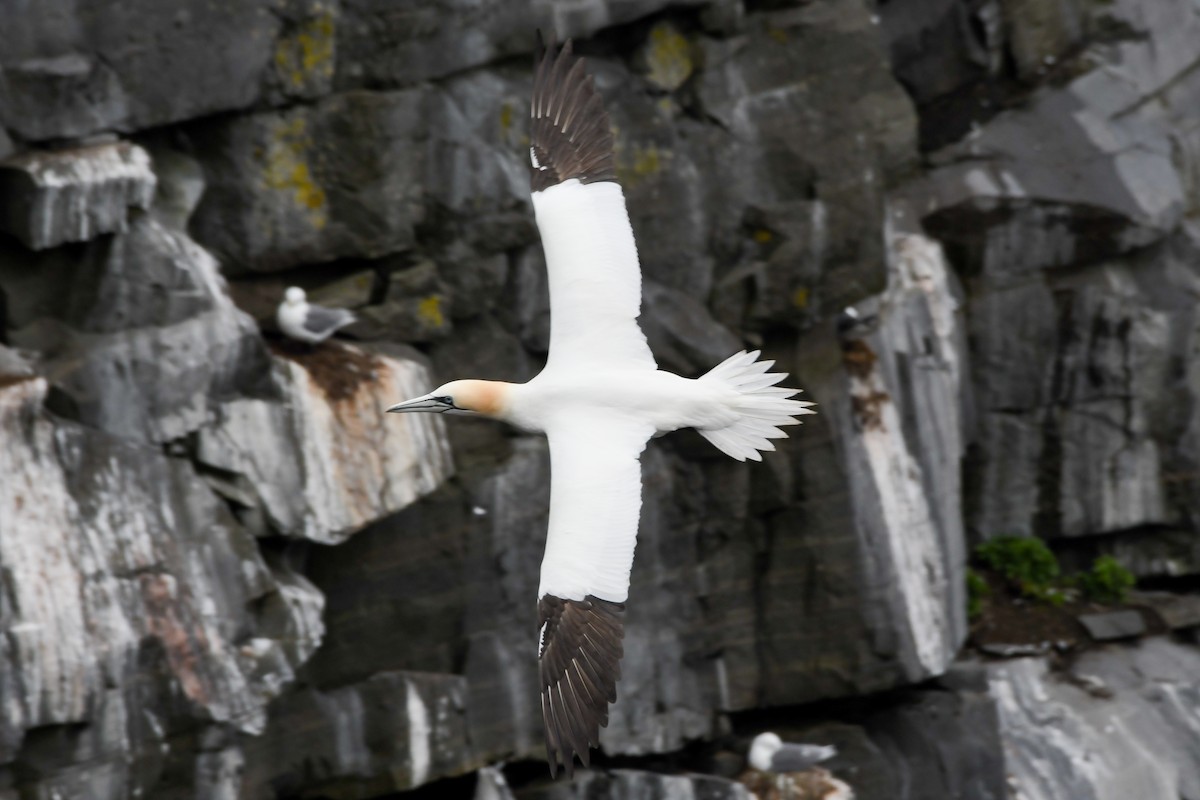 Northern Gannet - ML638770113