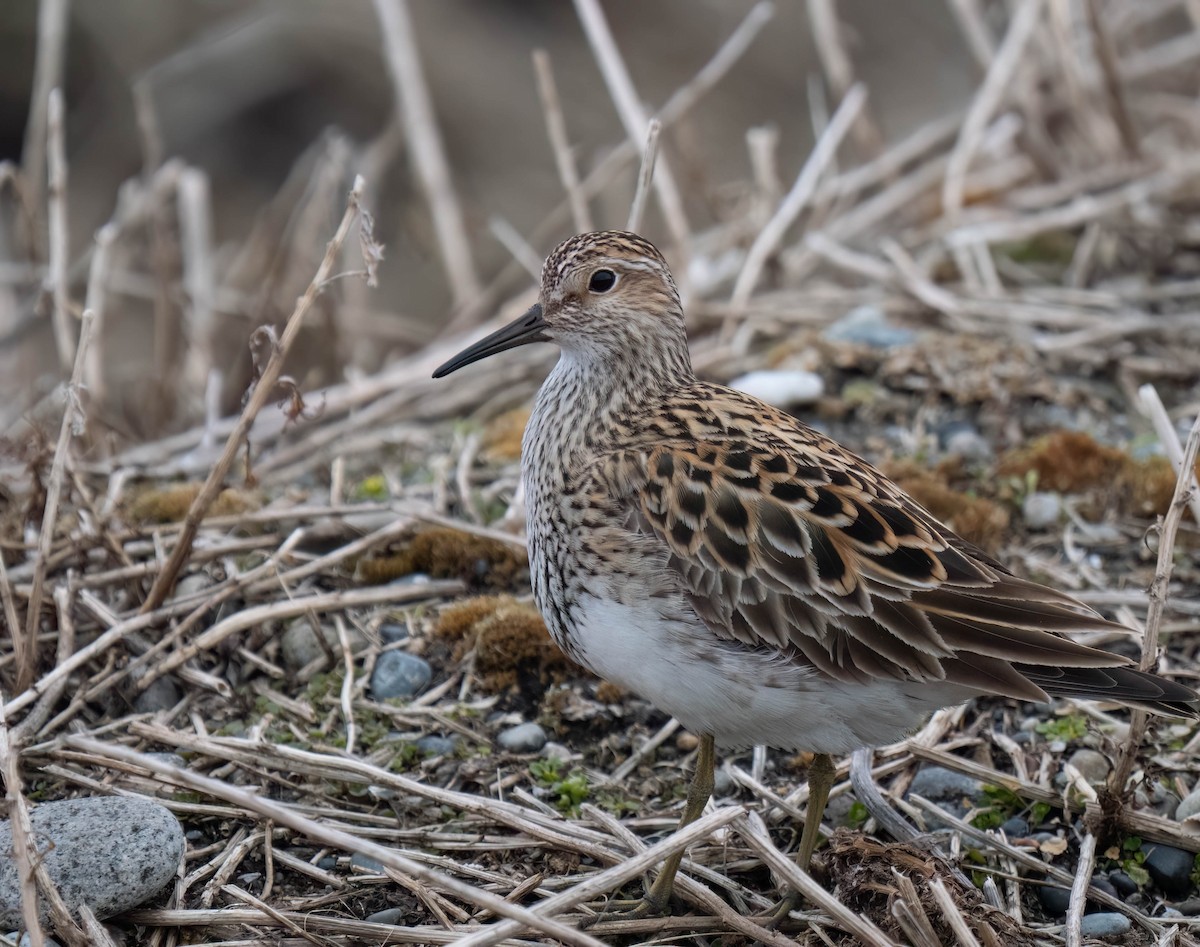Graubrust-Strandläufer - ML638770114