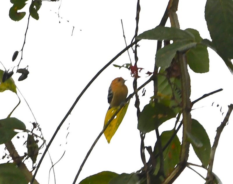 Pacific Antwren - ML638770122