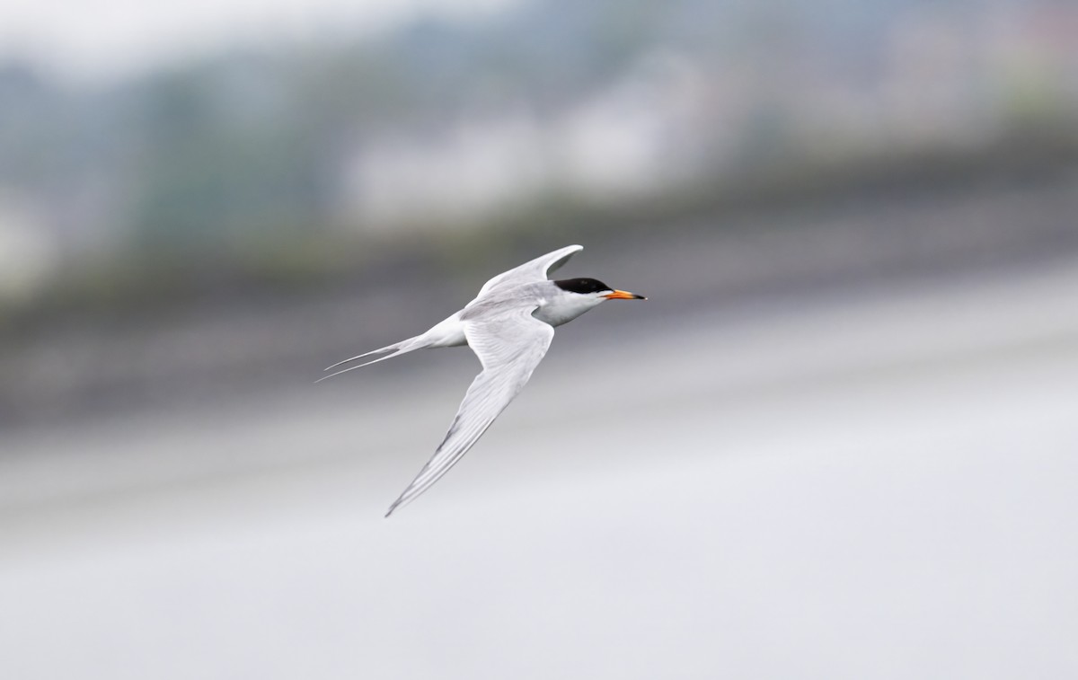 Forster's Tern - ML638770136